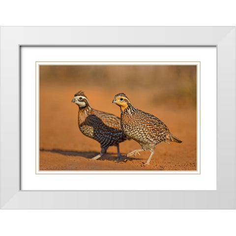 Northern Bobwhite-Colinus virginianus-pair White Modern Wood Framed Art Print with Double Matting by Ditto, Larry
