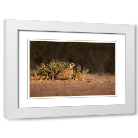 Northern Bobwhite-Colinus virginianus-female hiding White Modern Wood Framed Art Print with Double Matting by Ditto, Larry