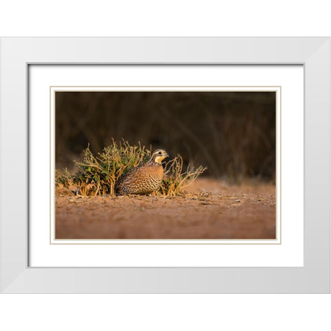 Northern Bobwhite-Colinus virginianus-female hiding White Modern Wood Framed Art Print with Double Matting by Ditto, Larry