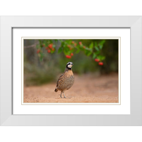 Northern Bobwhite-Colinus virginianus-feeding White Modern Wood Framed Art Print with Double Matting by Ditto, Larry