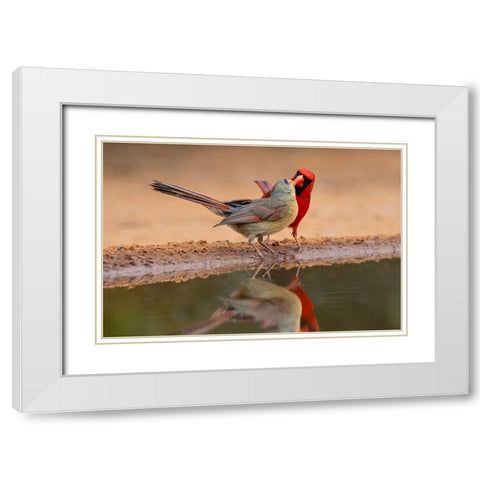 Northern Cardinals-Texas-USA White Modern Wood Framed Art Print with Double Matting by Ditto, Larry