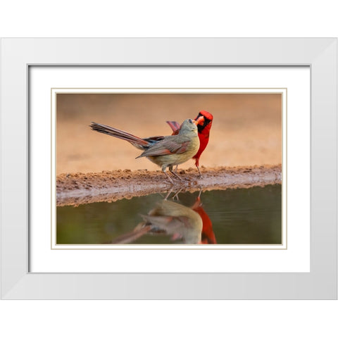 Northern Cardinals-Texas-USA White Modern Wood Framed Art Print with Double Matting by Ditto, Larry
