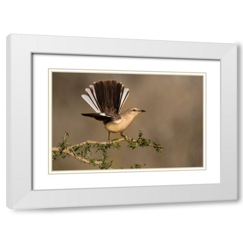 Northern Mockingbird-Mimus polyglottos-perched White Modern Wood Framed Art Print with Double Matting by Ditto, Larry