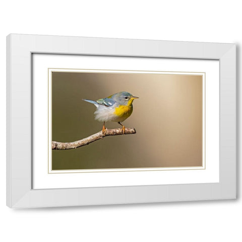 Northern Parula-Parula americana-perched White Modern Wood Framed Art Print with Double Matting by Ditto, Larry