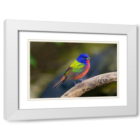 Painted Bunting-Passerina ciris-in spring White Modern Wood Framed Art Print with Double Matting by Ditto, Larry