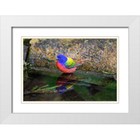 Painted Bunting-Passerina ciris-in spring White Modern Wood Framed Art Print with Double Matting by Ditto, Larry