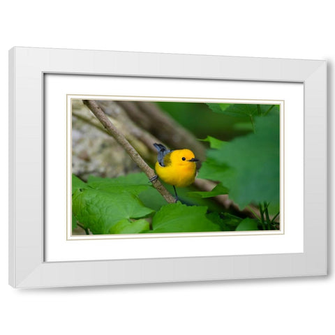 Prothonotary Warbler-Prothonotary citrea-flying White Modern Wood Framed Art Print with Double Matting by Ditto, Larry
