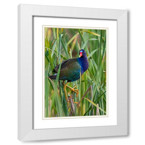 Purple Gallinule-Porphyrio martinica-perched in cattails White Modern Wood Framed Art Print with Double Matting by Ditto, Larry