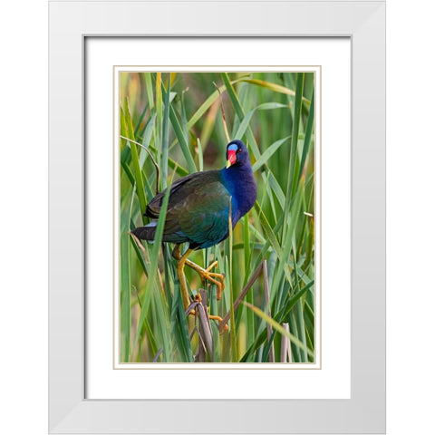 Purple Gallinule-Porphyrio martinica-perched in cattails White Modern Wood Framed Art Print with Double Matting by Ditto, Larry