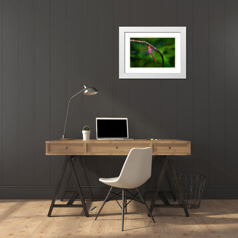 Red-tailed Pennant-Brachymesia furcata-resting on perch White Modern Wood Framed Art Print with Double Matting by Ditto, Larry