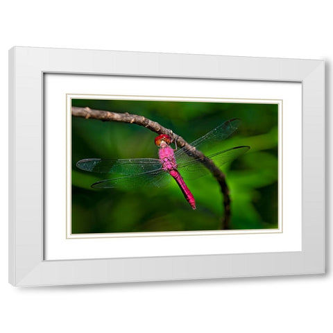 Red-tailed Pennant-Brachymesia furcata-resting on perch White Modern Wood Framed Art Print with Double Matting by Ditto, Larry