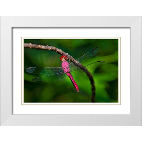 Red-tailed Pennant-Brachymesia furcata-resting on perch White Modern Wood Framed Art Print with Double Matting by Ditto, Larry