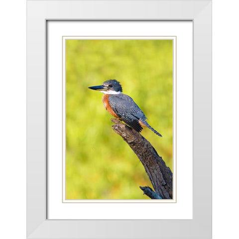 Ringed Kingfisher-Megaceryle torquata-perched White Modern Wood Framed Art Print with Double Matting by Ditto, Larry