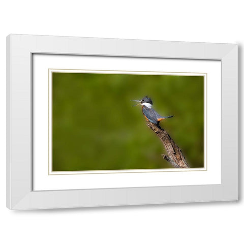 Ringed Kingfisher-Megaceryle torquata-male White Modern Wood Framed Art Print with Double Matting by Ditto, Larry