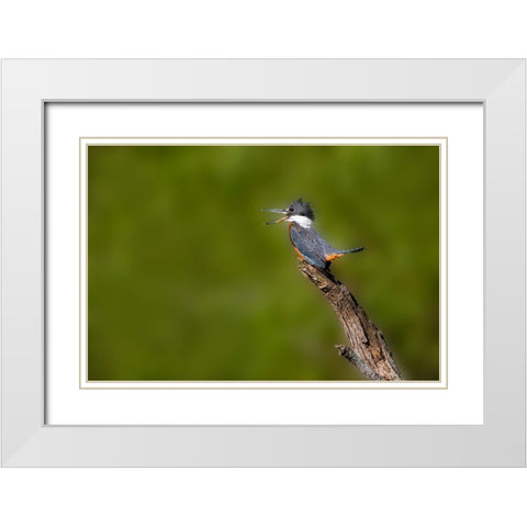 Ringed Kingfisher-Megaceryle torquata-male White Modern Wood Framed Art Print with Double Matting by Ditto, Larry