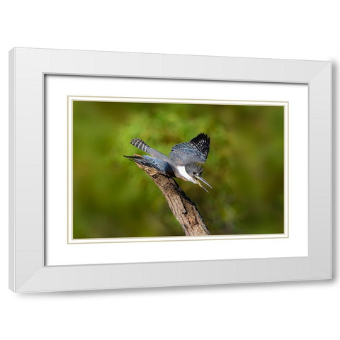 Ringed Kingfisher-Megaceryle torquata-male White Modern Wood Framed Art Print with Double Matting by Ditto, Larry