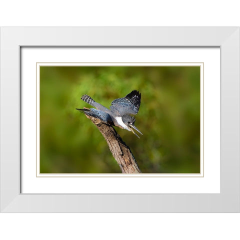 Ringed Kingfisher-Megaceryle torquata-male White Modern Wood Framed Art Print with Double Matting by Ditto, Larry