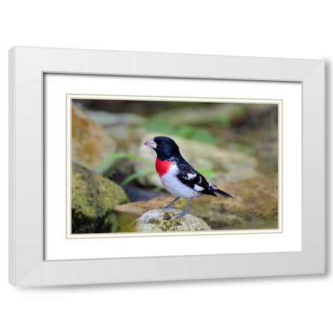 Rose-breasted Grosbeak-Pheucticus ludovicianus-perched White Modern Wood Framed Art Print with Double Matting by Ditto, Larry