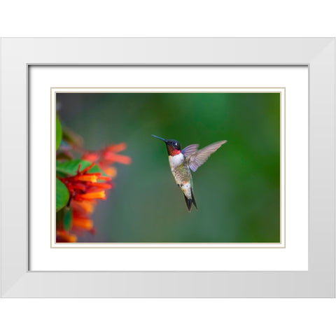 Ruby-throated Hummingbird-Archilochus colubris-flying White Modern Wood Framed Art Print with Double Matting by Ditto, Larry