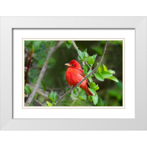 Summer Tanager-Piranga rubra-perched White Modern Wood Framed Art Print with Double Matting by Ditto, Larry