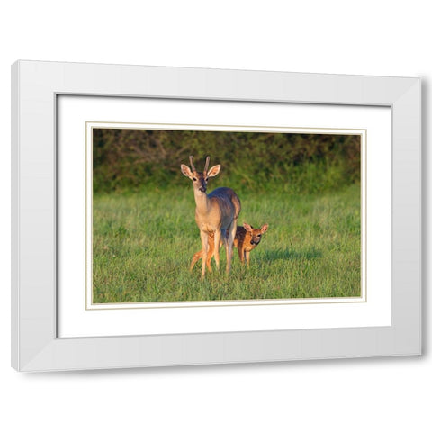 White-tailed Deer-Colinus virginianus-in grassy habitat White Modern Wood Framed Art Print with Double Matting by Ditto, Larry