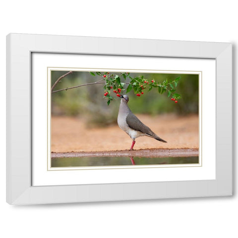 White-tipped Dove-Leptotila verreauxi-feeding on Manzanita fruits White Modern Wood Framed Art Print with Double Matting by Ditto, Larry