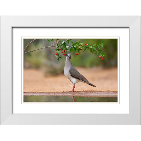 White-tipped Dove-Leptotila verreauxi-feeding on Manzanita fruits White Modern Wood Framed Art Print with Double Matting by Ditto, Larry