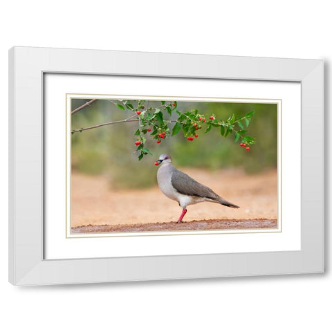 White-tipped Dove-Leptotila verreauxi-feeding on Manzanita fruits White Modern Wood Framed Art Print with Double Matting by Ditto, Larry