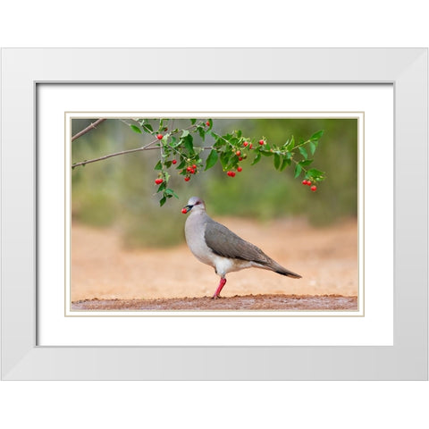 White-tipped Dove-Leptotila verreauxi-feeding on Manzanita fruits White Modern Wood Framed Art Print with Double Matting by Ditto, Larry