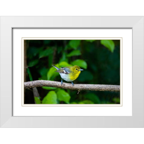 Yellow-throated Vireo-Vireo flavifrons-perched White Modern Wood Framed Art Print with Double Matting by Ditto, Larry