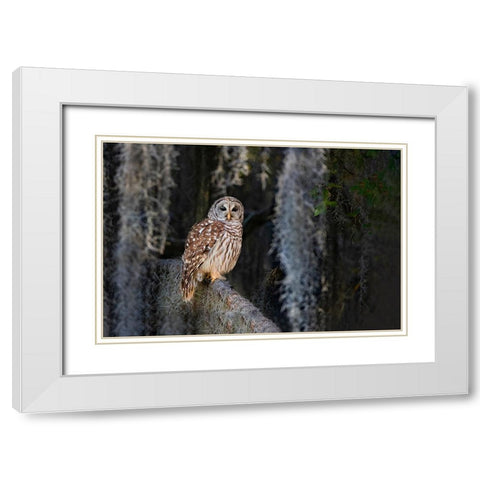 Barred owl perched in bald cypress forest with Spanish moss White Modern Wood Framed Art Print with Double Matting by Ditto, Larry
