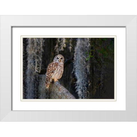 Barred owl perched in bald cypress forest with Spanish moss White Modern Wood Framed Art Print with Double Matting by Ditto, Larry
