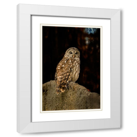 Barred owl perched in bald cypress forest with Spanish moss White Modern Wood Framed Art Print with Double Matting by Ditto, Larry