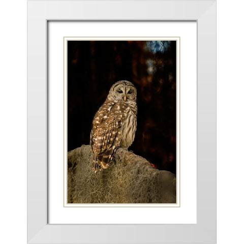 Barred owl perched in bald cypress forest with Spanish moss White Modern Wood Framed Art Print with Double Matting by Ditto, Larry