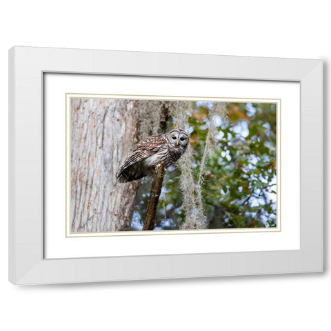 Barred owl perched in bald cypress forest with Spanish moss White Modern Wood Framed Art Print with Double Matting by Ditto, Larry