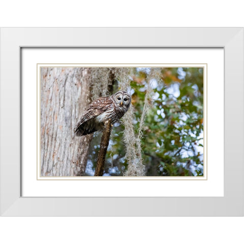 Barred owl perched in bald cypress forest with Spanish moss White Modern Wood Framed Art Print with Double Matting by Ditto, Larry