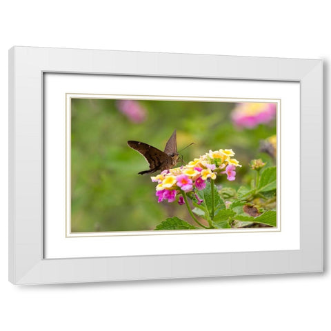Brown longtail nectaring at lantana blooms White Modern Wood Framed Art Print with Double Matting by Ditto, Larry