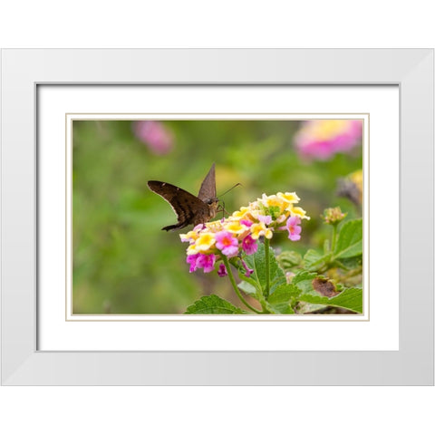 Brown longtail nectaring at lantana blooms White Modern Wood Framed Art Print with Double Matting by Ditto, Larry