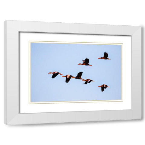 Black-bellied whistling duck in flight White Modern Wood Framed Art Print with Double Matting by Ditto, Larry