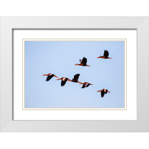Black-bellied whistling duck in flight White Modern Wood Framed Art Print with Double Matting by Ditto, Larry