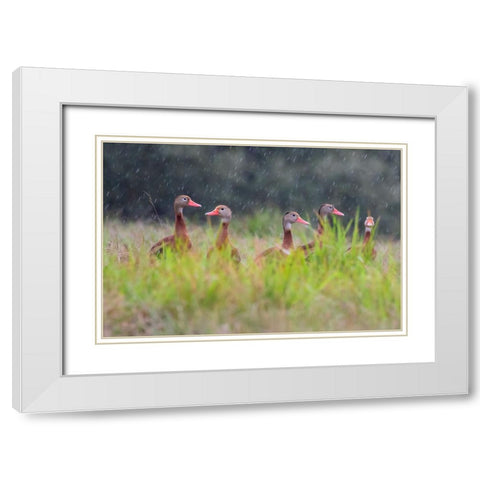 Black-bellied whistling duck in flight White Modern Wood Framed Art Print with Double Matting by Ditto, Larry