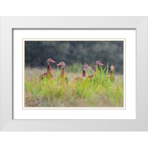 Black-bellied whistling duck in flight White Modern Wood Framed Art Print with Double Matting by Ditto, Larry
