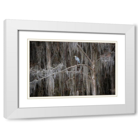 Great blue heron in bald cypress forest White Modern Wood Framed Art Print with Double Matting by Ditto, Larry