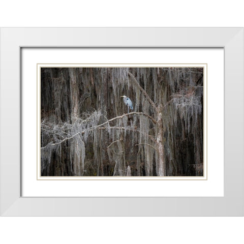 Great blue heron in bald cypress forest White Modern Wood Framed Art Print with Double Matting by Ditto, Larry