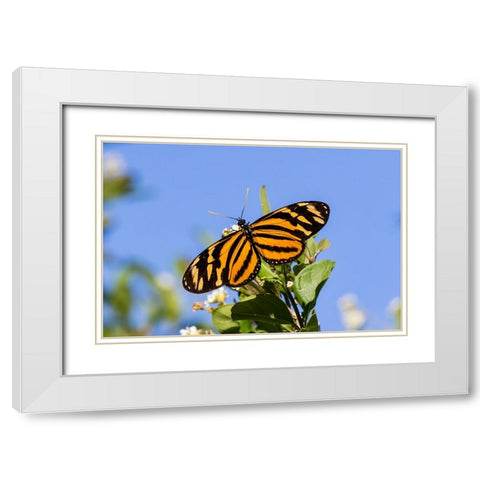 Isabellas Heliconian nectaring White Modern Wood Framed Art Print with Double Matting by Ditto, Larry