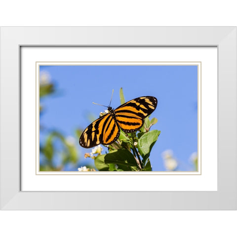 Isabellas Heliconian nectaring White Modern Wood Framed Art Print with Double Matting by Ditto, Larry