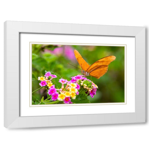Julia Heliconian nectaring at lantana flowers White Modern Wood Framed Art Print with Double Matting by Ditto, Larry