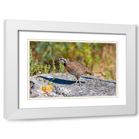 Northern bobwhite male on rock White Modern Wood Framed Art Print with Double Matting by Ditto, Larry