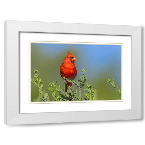 Northern cardinal- male perched in Texas Persimmon bush- southwest Texas. White Modern Wood Framed Art Print with Double Matting by Ditto, Larry