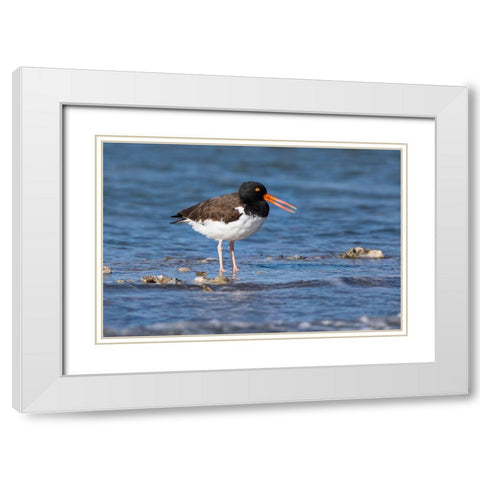 American oystercatcher on oyster reef White Modern Wood Framed Art Print with Double Matting by Ditto, Larry